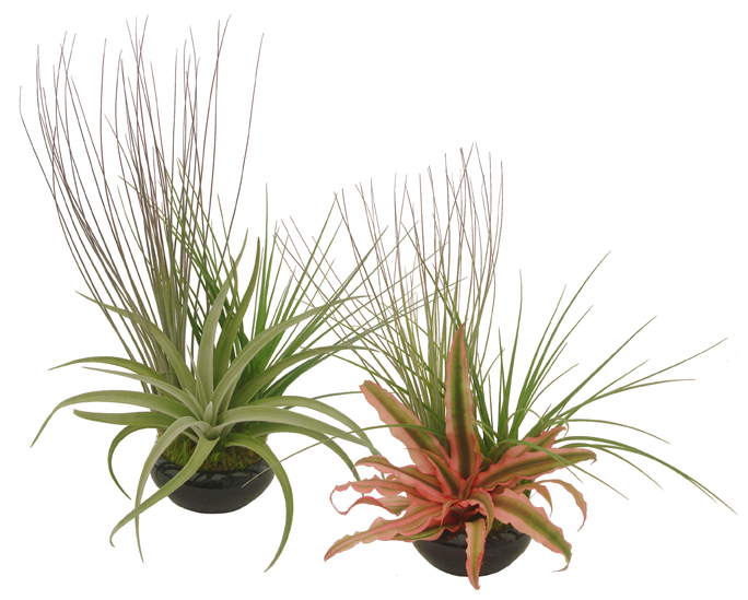 Tillandsia Bonsai Bowl